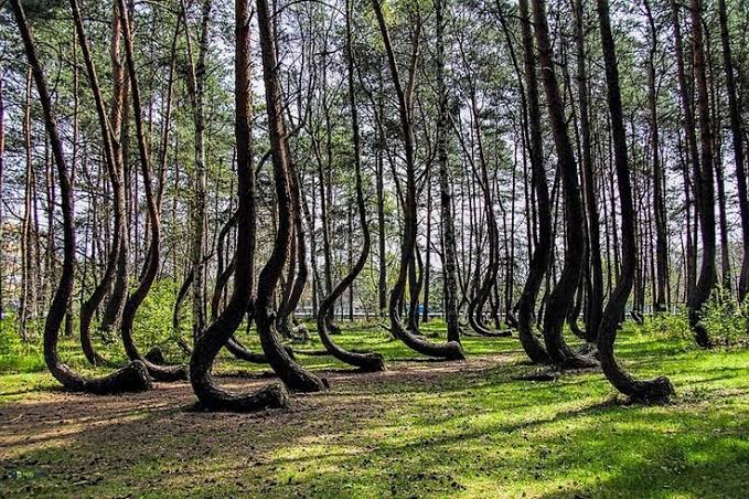Crooked Forest: পোল্যান্ডের রহস্যময় ‘ক্রুকড ফরেস্ট’
