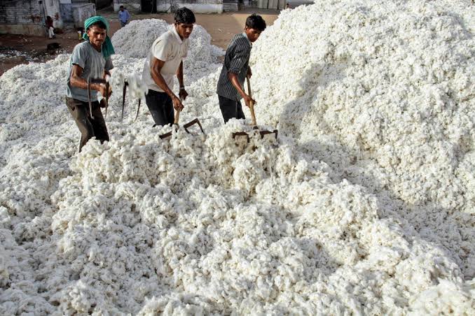 Cotton: তুলোর ওপর থেকে উঠে গেল ১০% শুল্ক! চাঙ্গা হবে বস্ত্রশিল্প?