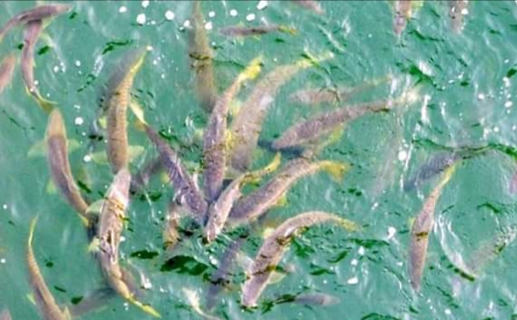 Ganges Fish: বৃদ্ধি পেল মাছের সংখ্যা, সারছে গঙ্গার বাস্তুতন্ত্র?