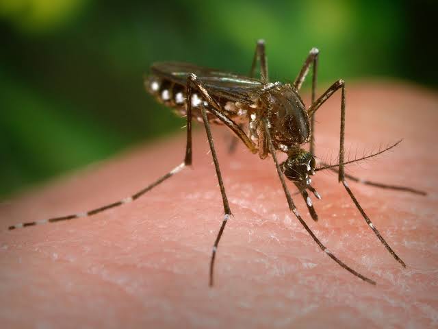Dengue-Malaria: ডেঙ্গু ও ম্যালেরিয়া চিকিৎসায় নতুন কী নির্দেশ স্বাস্থ্য দফতরের?