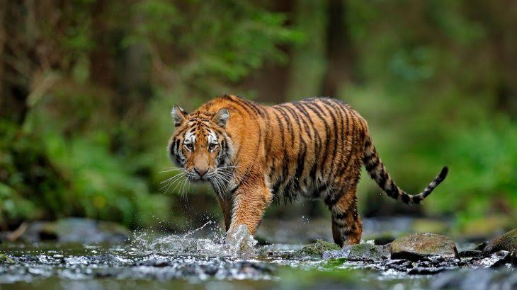 Tiger: ম্যানইটারের হানায় ত্রস্ত উত্তরাখণ্ড! মৃত ২, কারফিউ জারি ২৫ গ্রামে