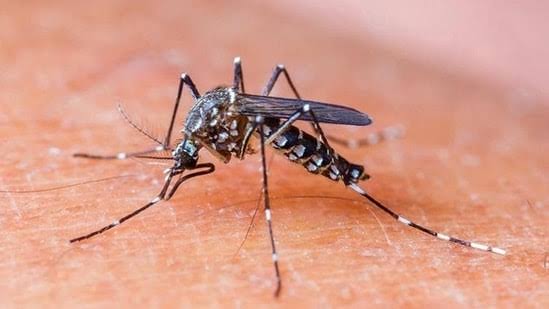 Dengue Malaria: উদ্বেগজনক পরিস্থিতি! ডেঙ্গু-ম্যালেরিয়ায় দেশের মধ্যে শীর্ষে বাংলা