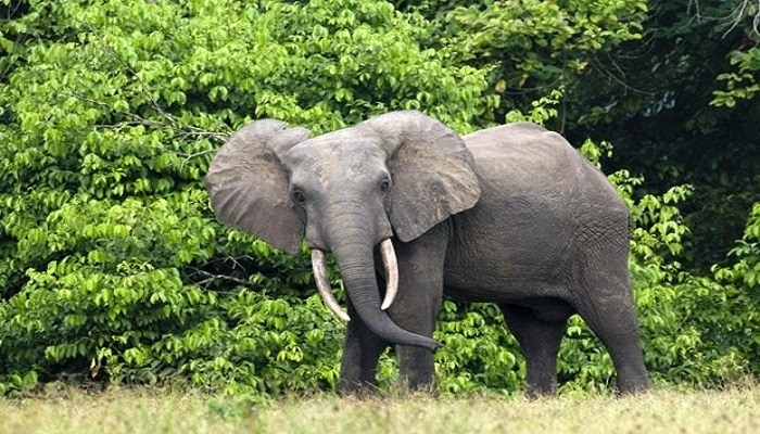 Elephant Attack: দলছুট দাঁতালের হামলায় মৃত্যু