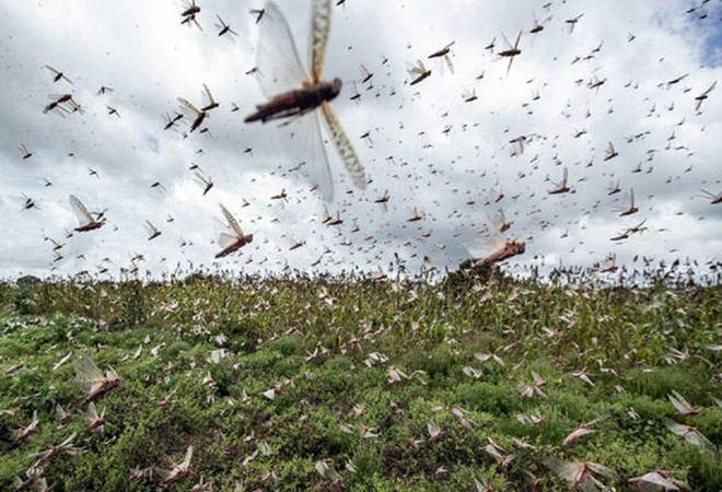 Locusts Attack: ফের ভারতে হানা দিতে পারে পঙ্গপালের দল! কী সতর্কবার্তা রাষ্ট্রপুঞ্জের?